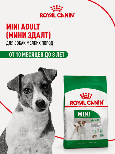 Изображение товара Сухой корм для собак Royal Canin Mini Adult для мелких пород, 4 кг