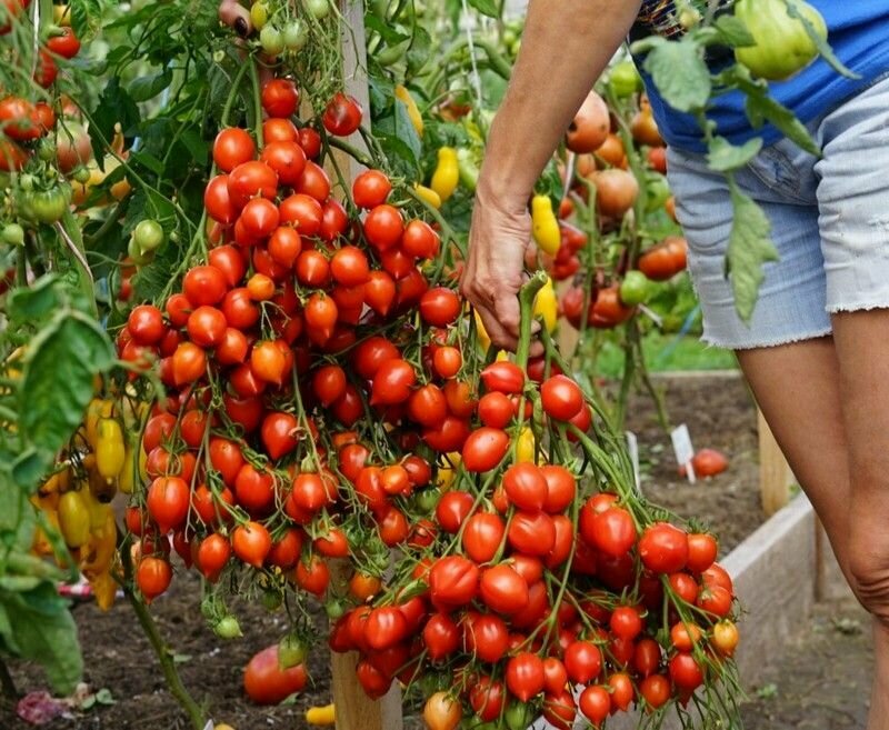 Коллекционные семена томата Поцелуй герани