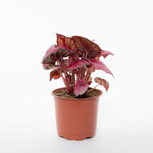 Бегония Рекс P D-15