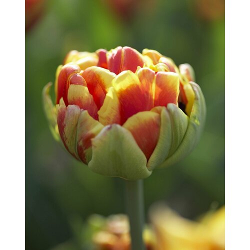 желтый, оранжевый, розовый, красный