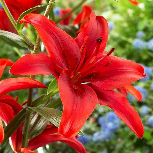 Луковицы Лилия азиатская Ред Каунти 2 шт.