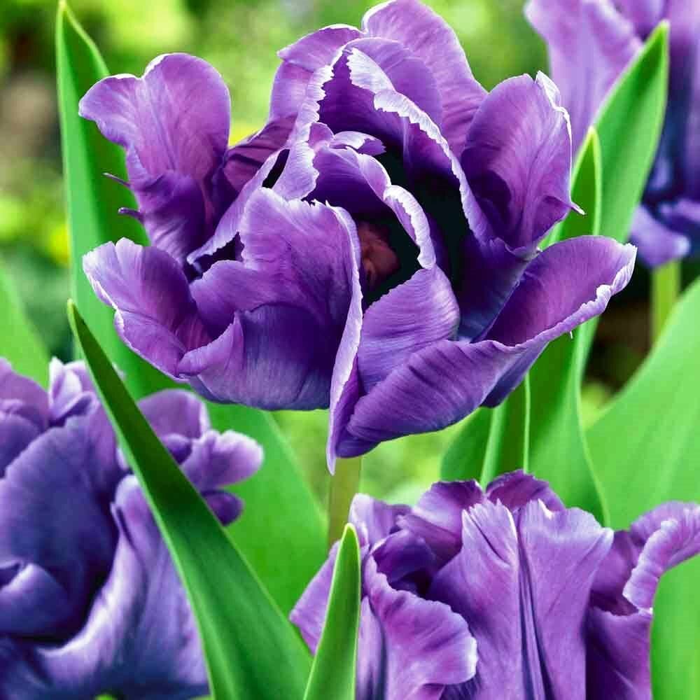 Тюльпан Блю Пэррот (1 луковица). Holland Bulbs (Голландия)