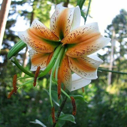 Луковицы Лилия видовая Леди Элис 2 шт 1435₽