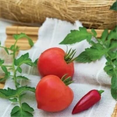 Коллекционные семена томата Донской казачий