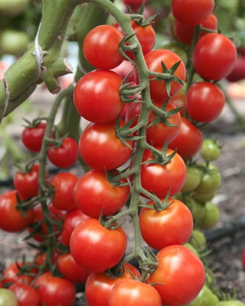 Коллекционные семена томата Княжич