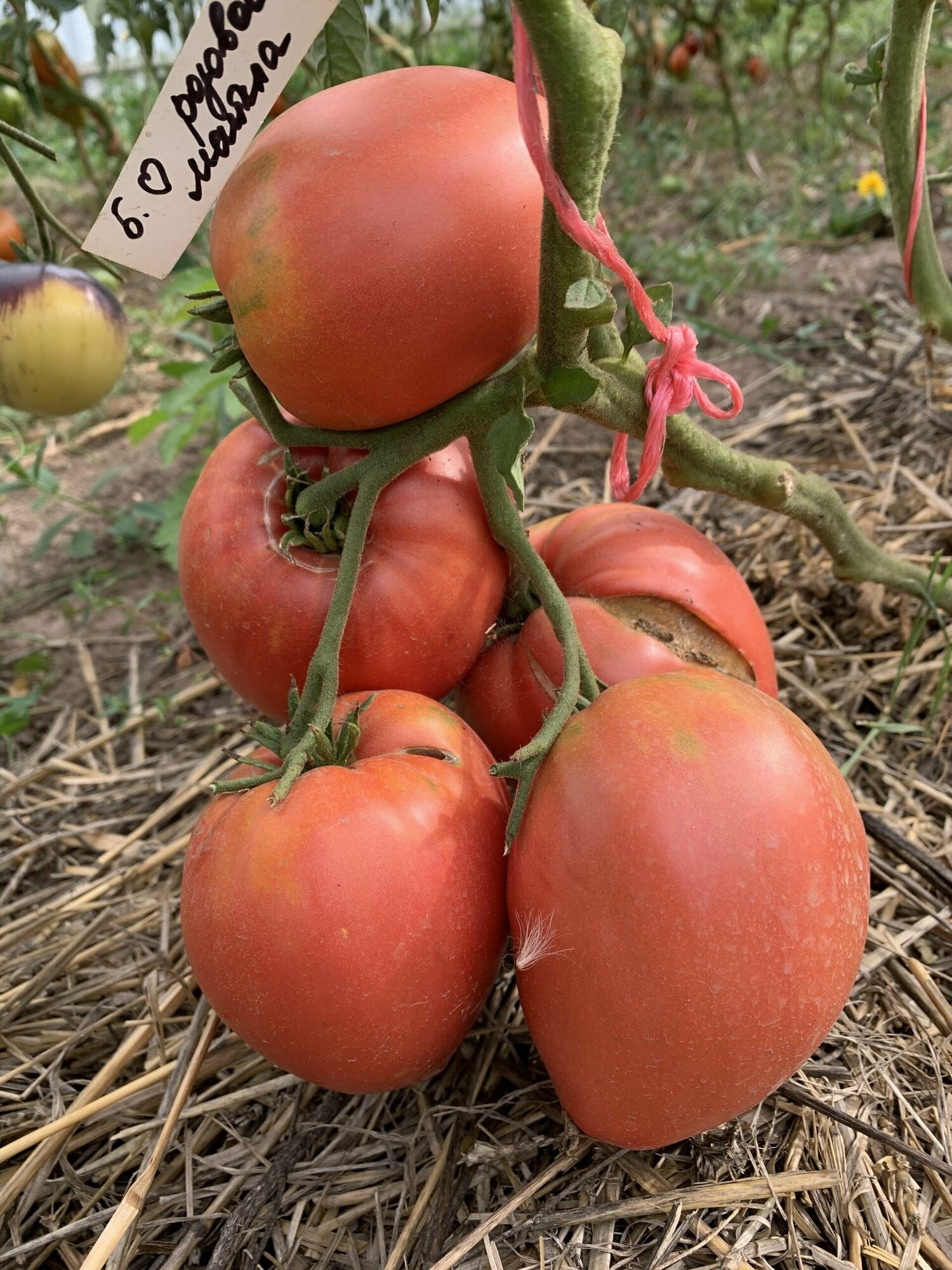 Коллекционные семена томата Бычье сердце розовое Майкла