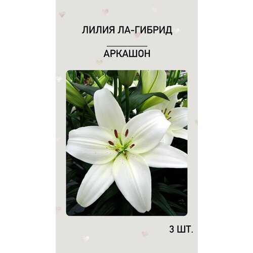 Лилия Аркашон, луковицы многолетних цветов