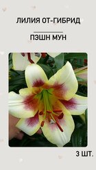 Лилия Паше Мун, луковицы многолетних цветов