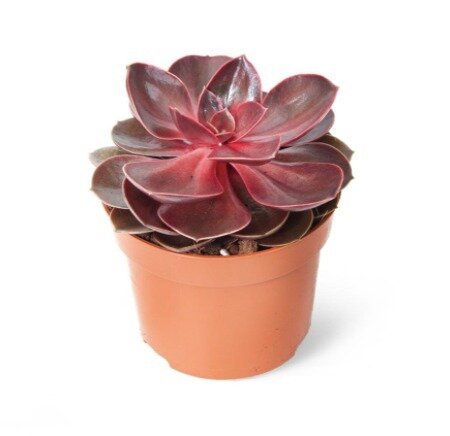 Эхеверия Ред Руби D8см (Echeveria Red Ruby)