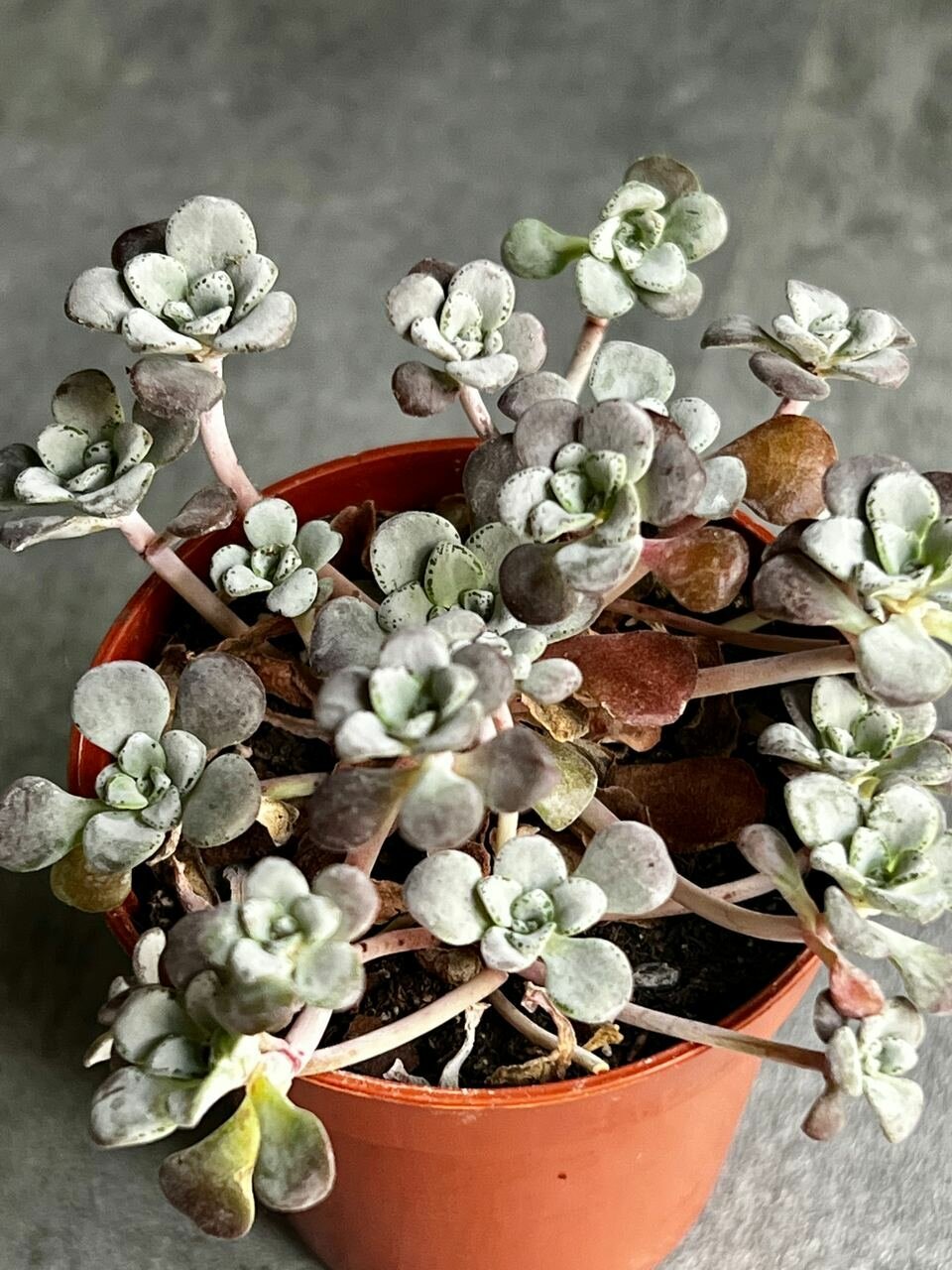 Седум Лопчатолистный или Пурпуреум (Sedum Purpureum) D5см