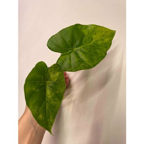 Алоказия Гагеана Аурея вариегатная (Alocasia Gageana aurea var)