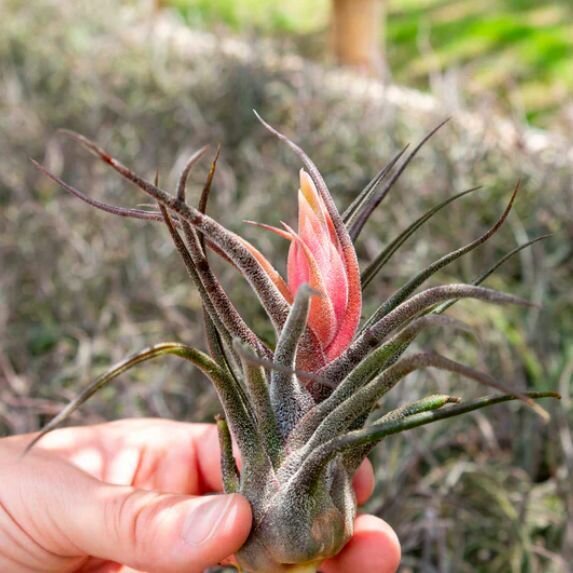 Тилландсия Пруиноса (Tillandsia Pruinosa)