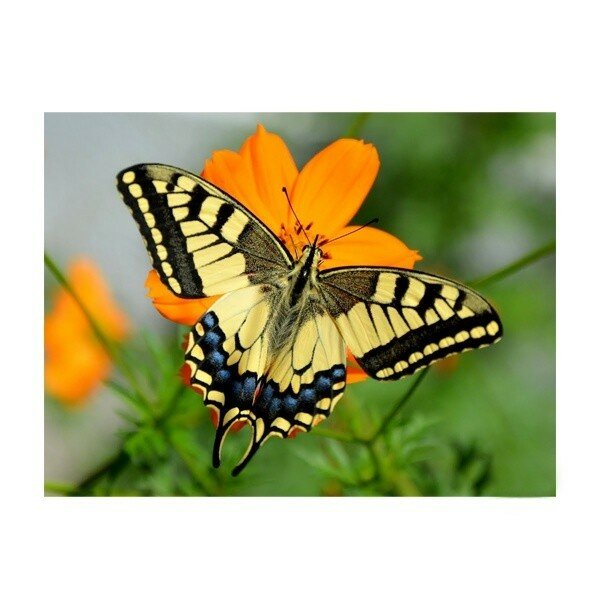фото СильверТойз Картина-открытка мозаикой (15х20) бабочка на цветке