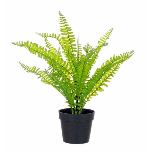 Растение декоративное BIZZOTTO CYATHEA FERN 0171050 400h