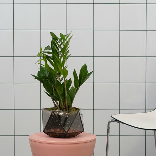 Растение замиокулькас , долларовое дерево в кашпо икосаэдр