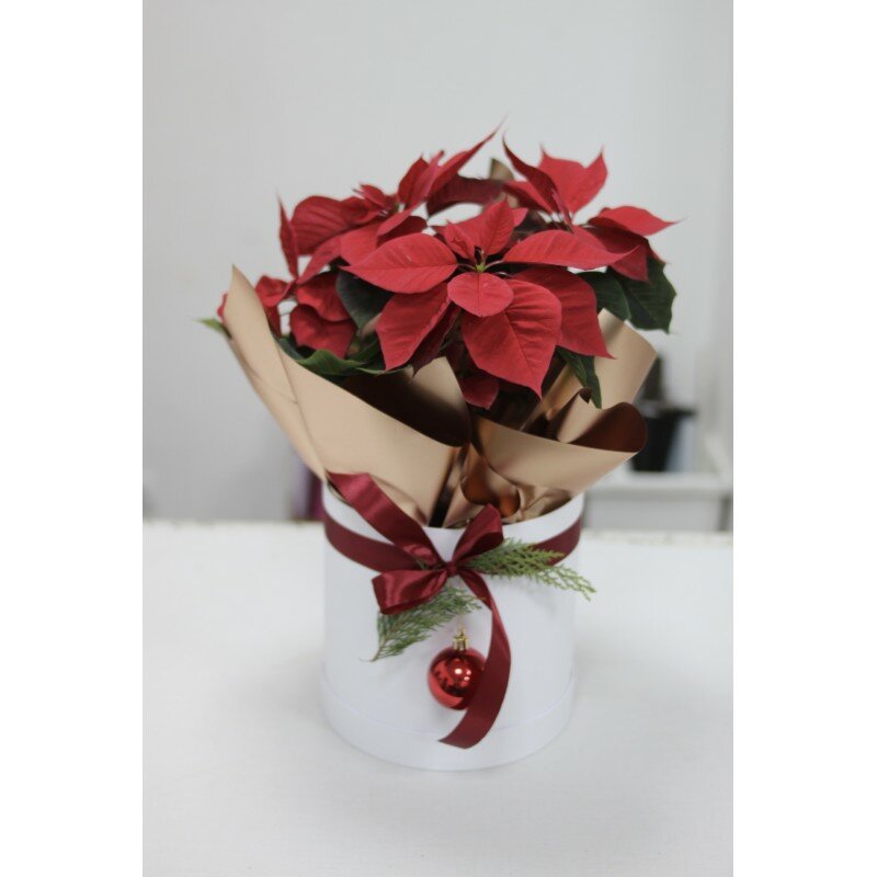 «Рождественская Звезда» в подарок!