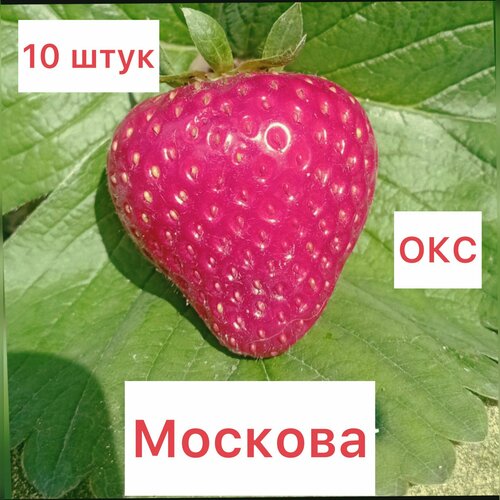 Клубника Москова 10 штук