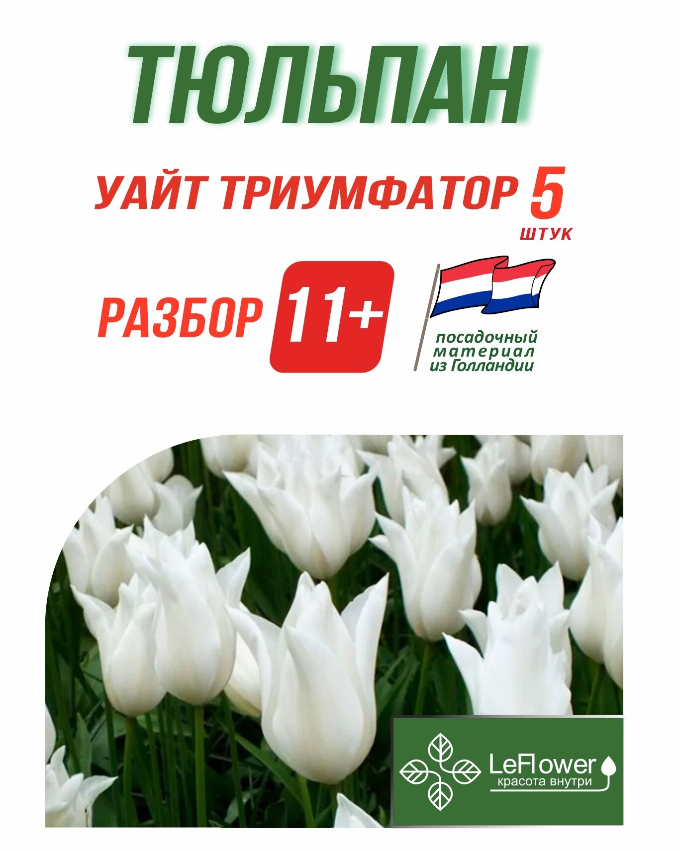 Тюльпан Уайт Триумфатор 5 