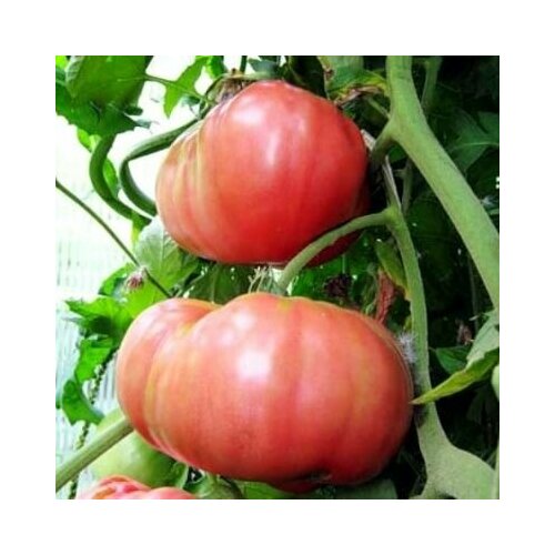 Коллекционные семена томата Розовый гигант