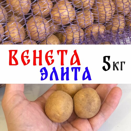 Элита, семенной картофель сорта Венета 5кг, клубни картофель венета элита 1 кг