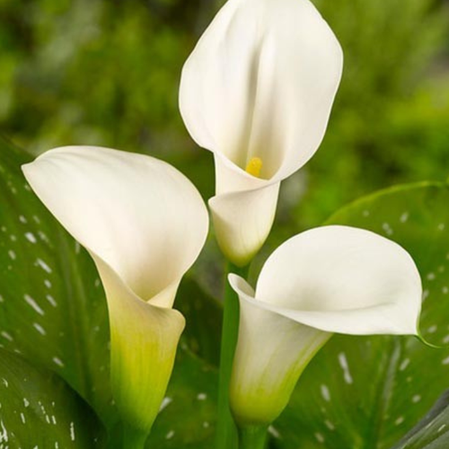 Калла Капитан Вентура ( 1 клубень )