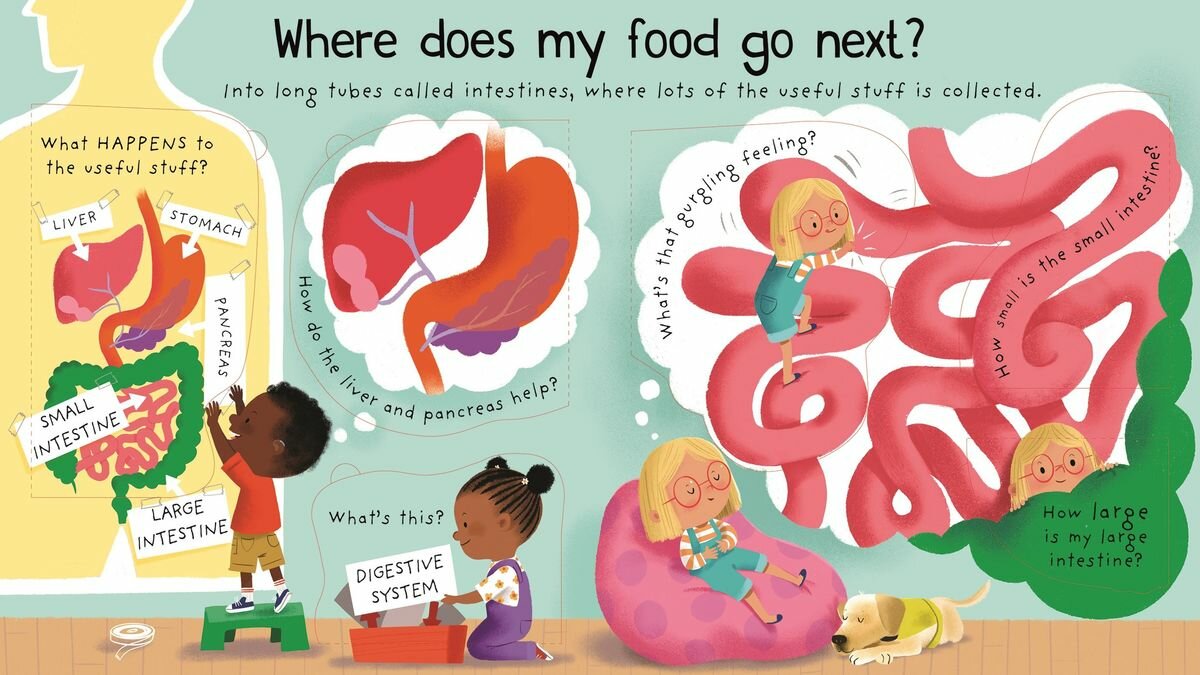 Книга Usborne Very First Questions and Answers: Where Does My Food Go? (board book) - фото №3