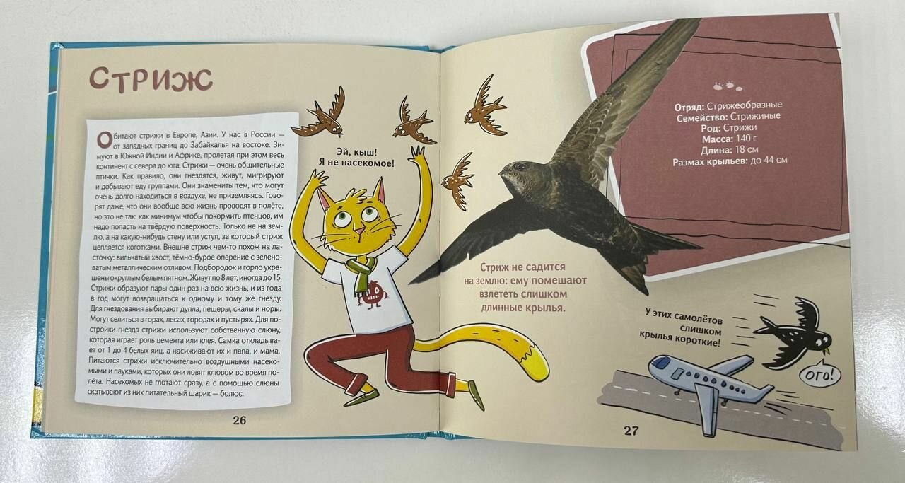 Кот Брюс и городские птички (Егорова София Евгеньевна) - фото №7