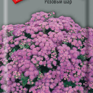 Семена Агератум «Поиск» Розовый шар, 0,1 г - фото №4