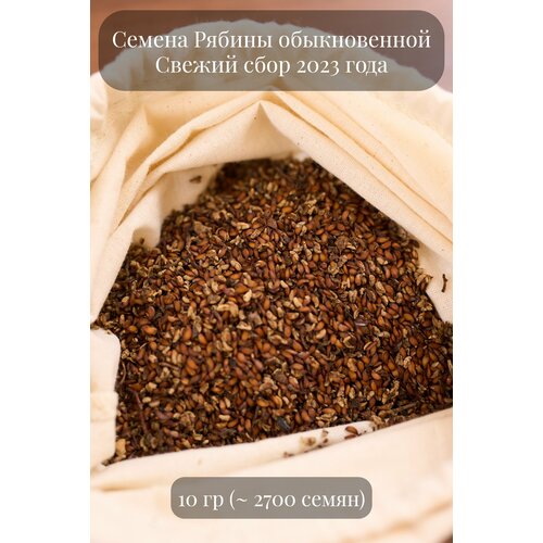 Семена Рябины обыкновенной, 10 грамм (примерно 2000 шт) семена ели обыкновенной