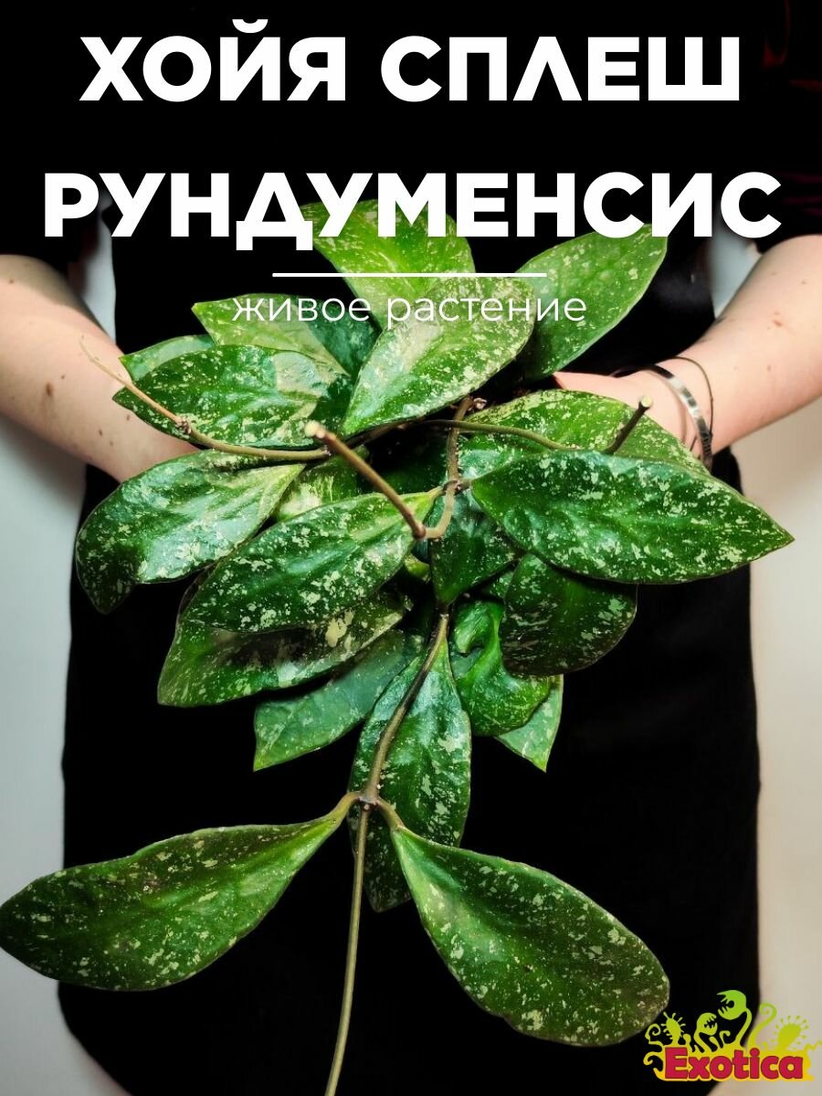 Хойя Рундуменсис Сплэш (Hoya Rundumensis Splash) D12см домашнее растение