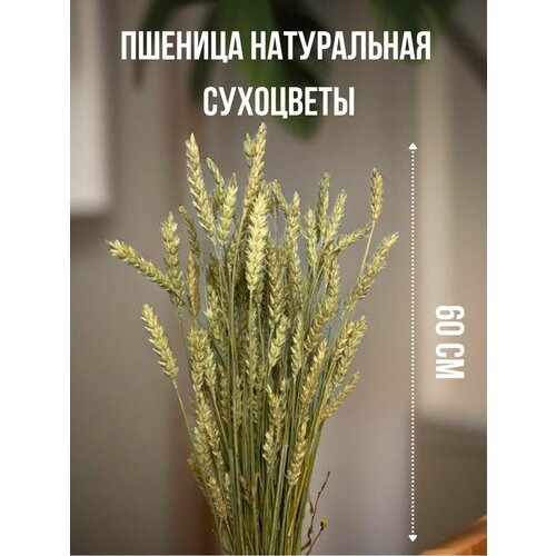 Сухоцветы пшеницы 55веточек для декора и украшений дома