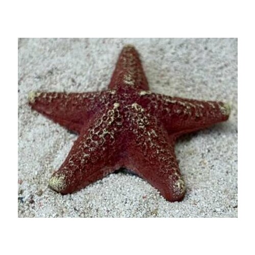Grotaqua Цветной коралл красный Звезда средняя, 9*9*2 см