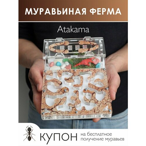 Муравьиная ферма Atakama 20х15х7 см Муравьи в подарок 1890₽
