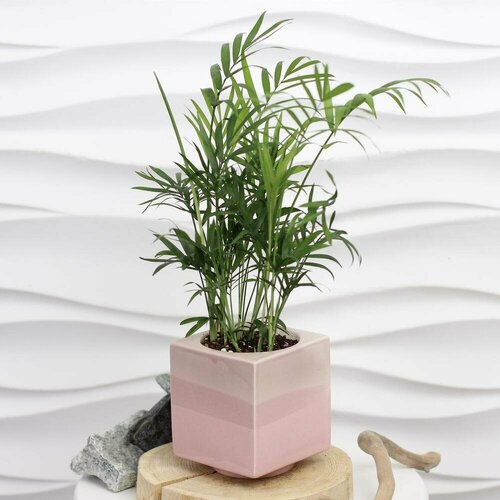 Комнатное растение. Хамедорея в керамике