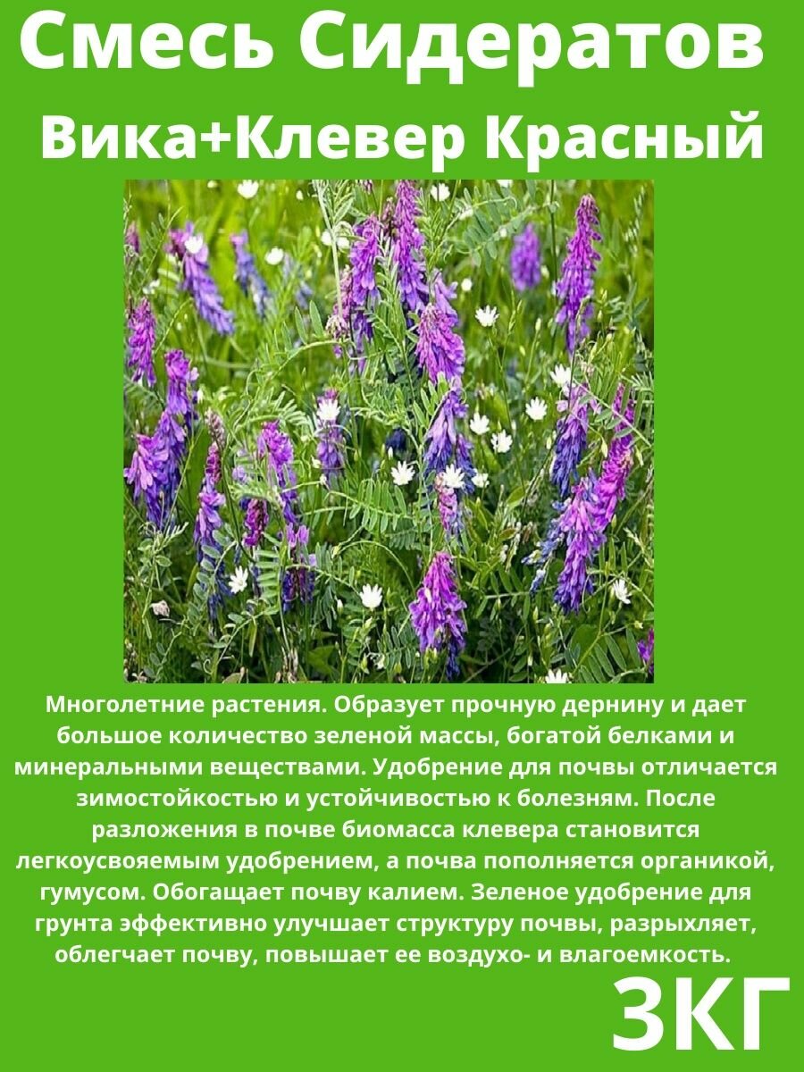 Сидерат вика фото и описание Смесь сидератов Вика-Горчица 1 кг АСТ, семена для проращивания купить в интерн