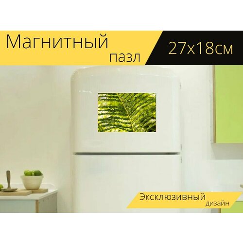 Магнитный пазл Папоротник, зеленый, растение папоротник на холодильник 27 x 18 см. магнитный пазл папоротник зеленый лист на холодильник 27 x 18 см