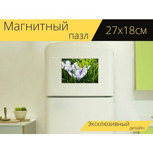 Магнитный пазл Крокус, крокусы, весна на холодильник 27 x 18 см. магнитный пазл белые крокусы цветы весенние весна на холодильник 27 x 18 см