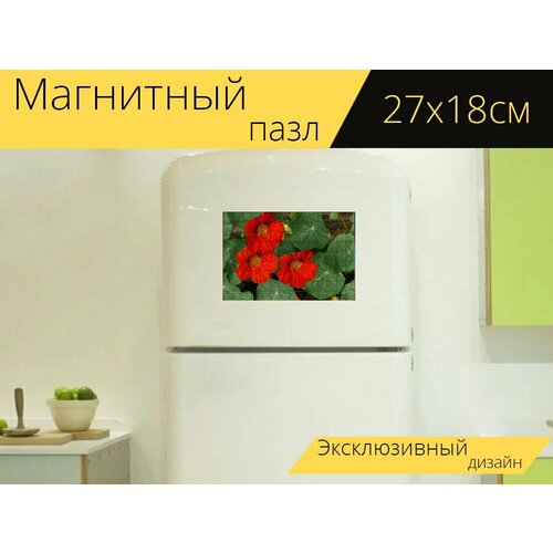 Магнитный пазл Настурция, красный, цветы на холодильник 27 x 18 см. магнитный пазл хризантема мацуба цветы красный на холодильник 27 x 18 см