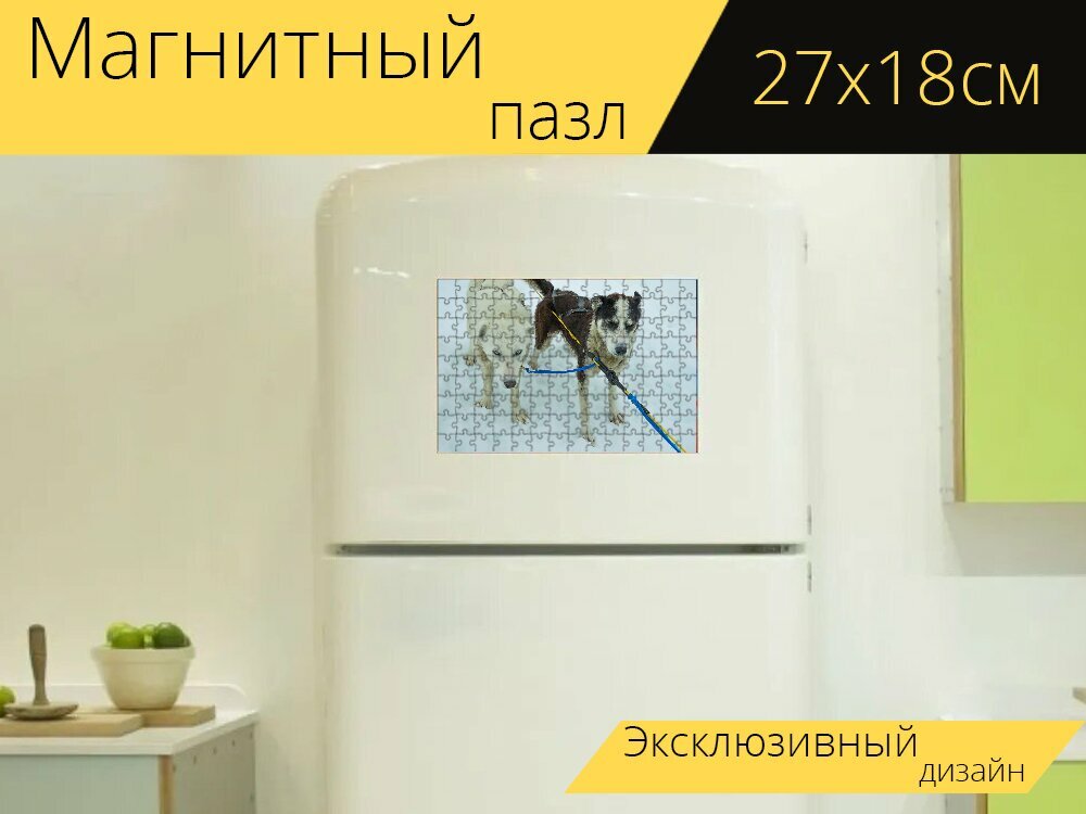 Магнитный пазл "Ездовые собаки, аляска, собачьих упряжках" на холодильник 27 x 18 см.