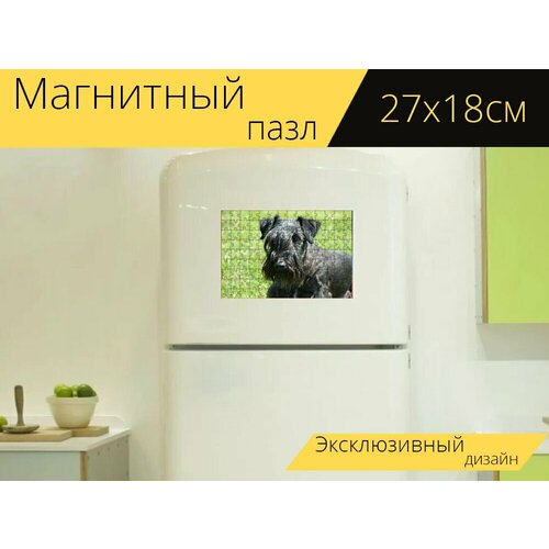 Магнитный пазл Чески терьер, чешский терьер, терьер на холодильник 27 x 18 см. магнитный пазл фокстерьер гладкошерстный терьер терьер на холодильник 27 x 18 см
