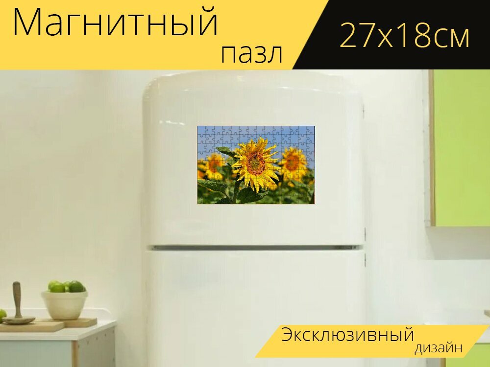 Магнитный пазл "Подсолнухи, поле подсолнечника, поле подсолнухов" на холодильник 27 x 18 см.