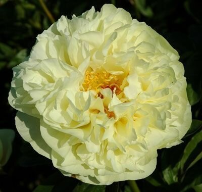 Пион Lemon Chiffon 1 шт.