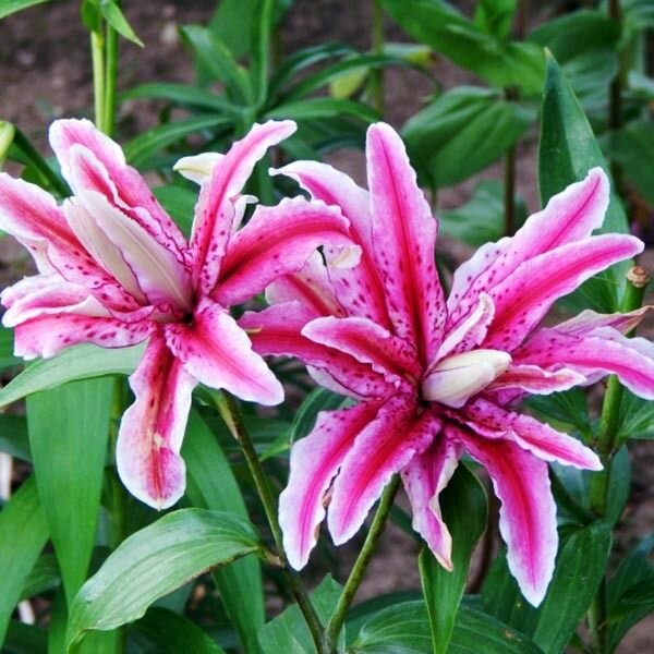 Лилия Мэджик Стар 1 шт