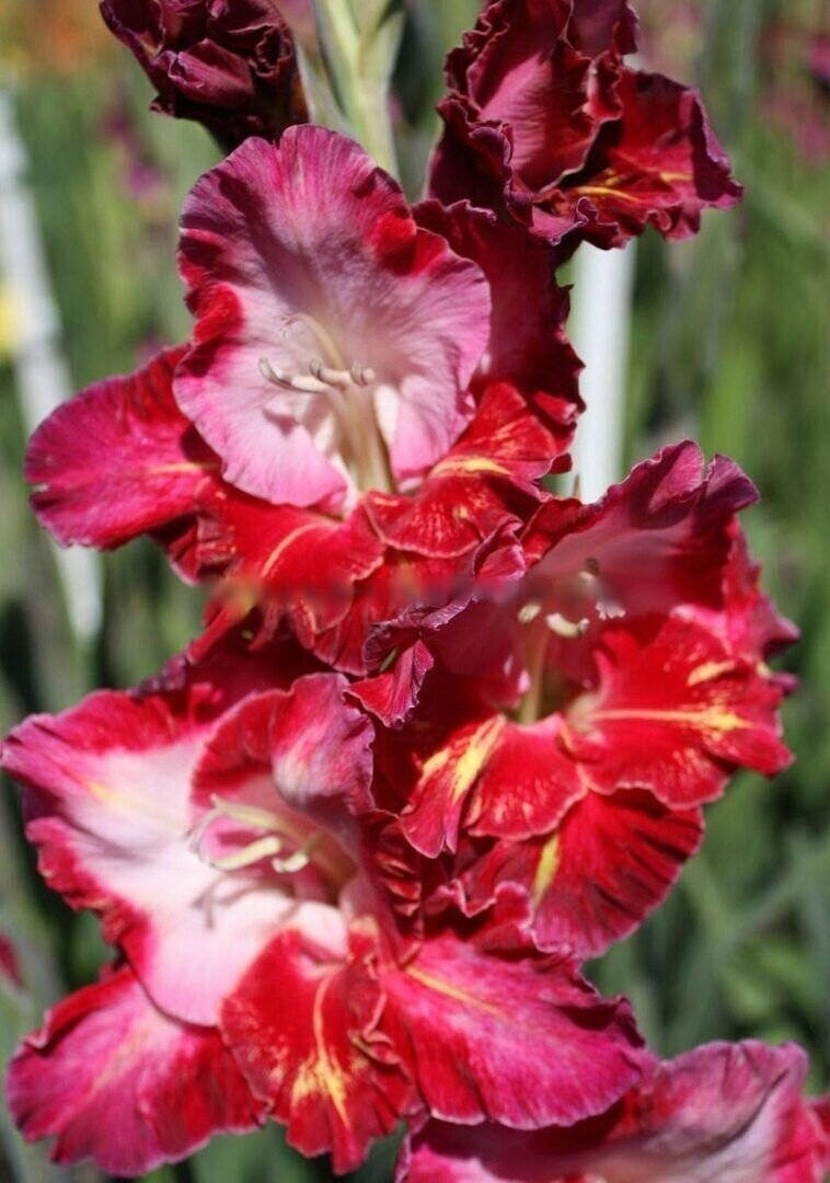 Гладиолус Рубино 1шт