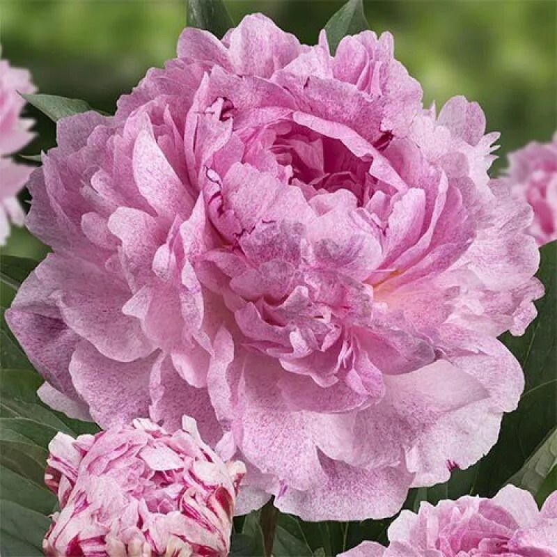 Пион Сара Бернар Юник 1 шт