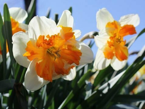 Нарцисс Тиритомба 8 шт