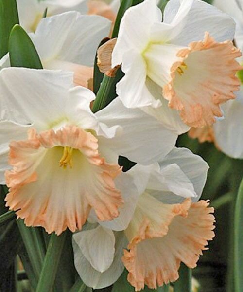 Нарцисс Бритиш Гэмбл 8 шт