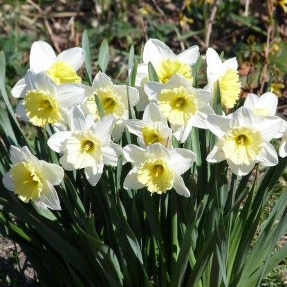 Нарцисс Айс Фоллис 8 шт