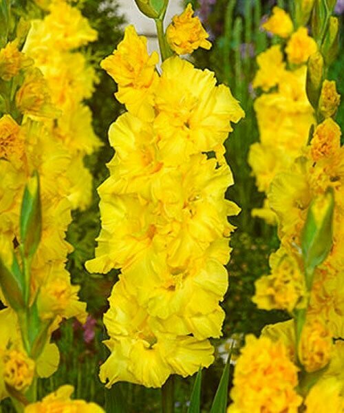 Гладиолус Владимир 1 шт