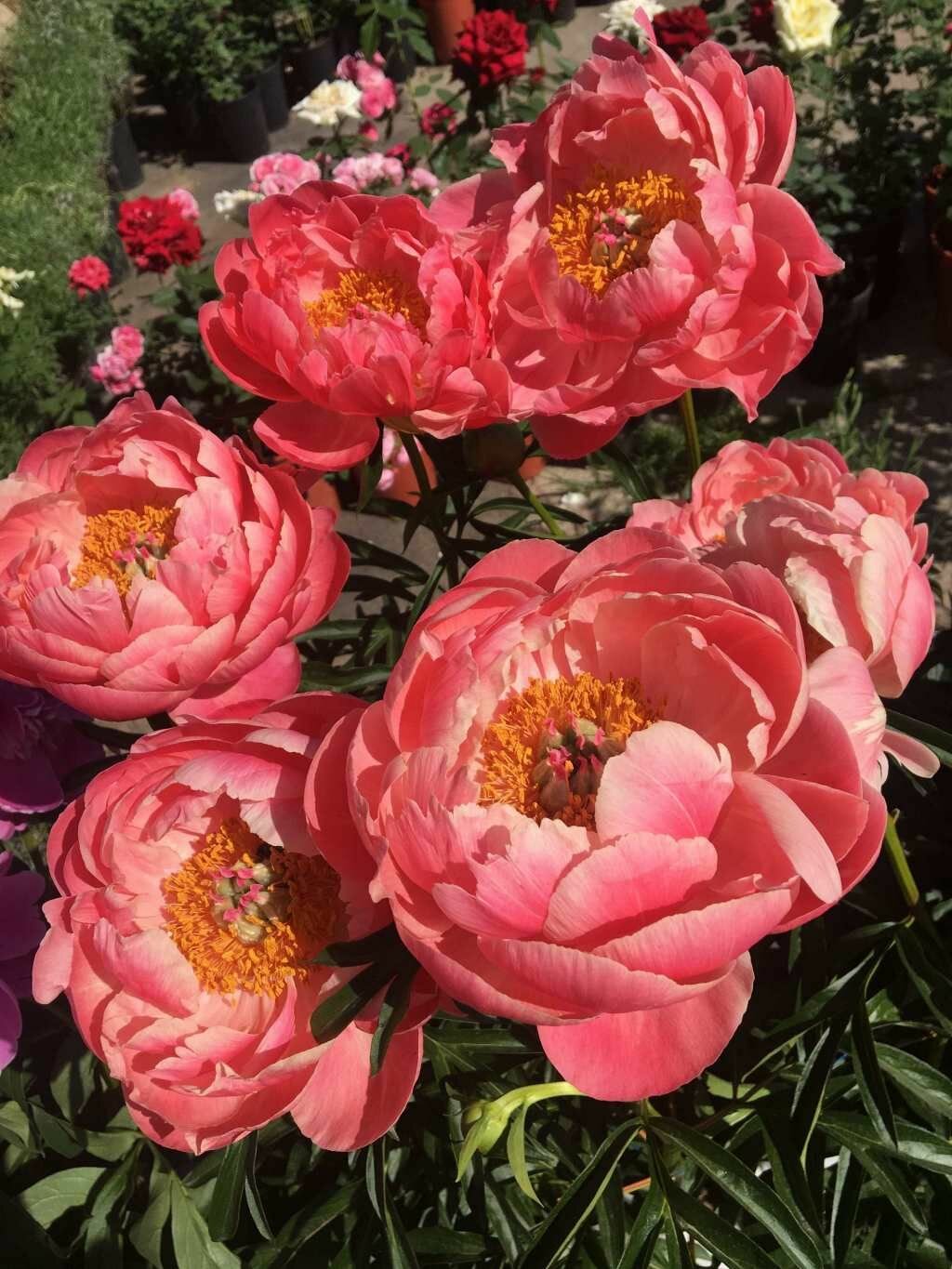 Пион Coral Charm 1 шт.